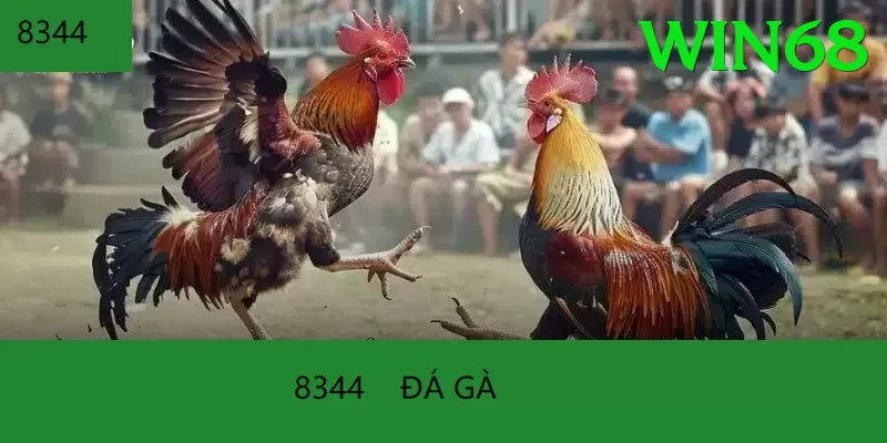 Đá Gà Trực Tiếp - Trải nghiệm tuyệt vời - Nhận code